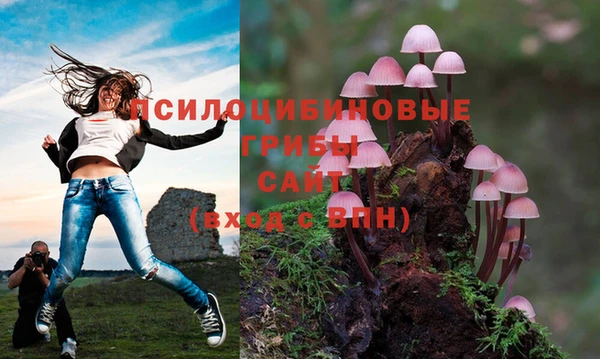 крисы Новодвинск